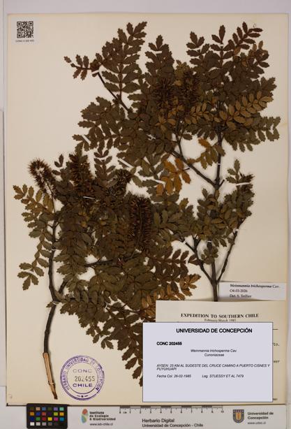 Weinmannia trichosperma [Espécimen: UDEC:CONC:0202455]