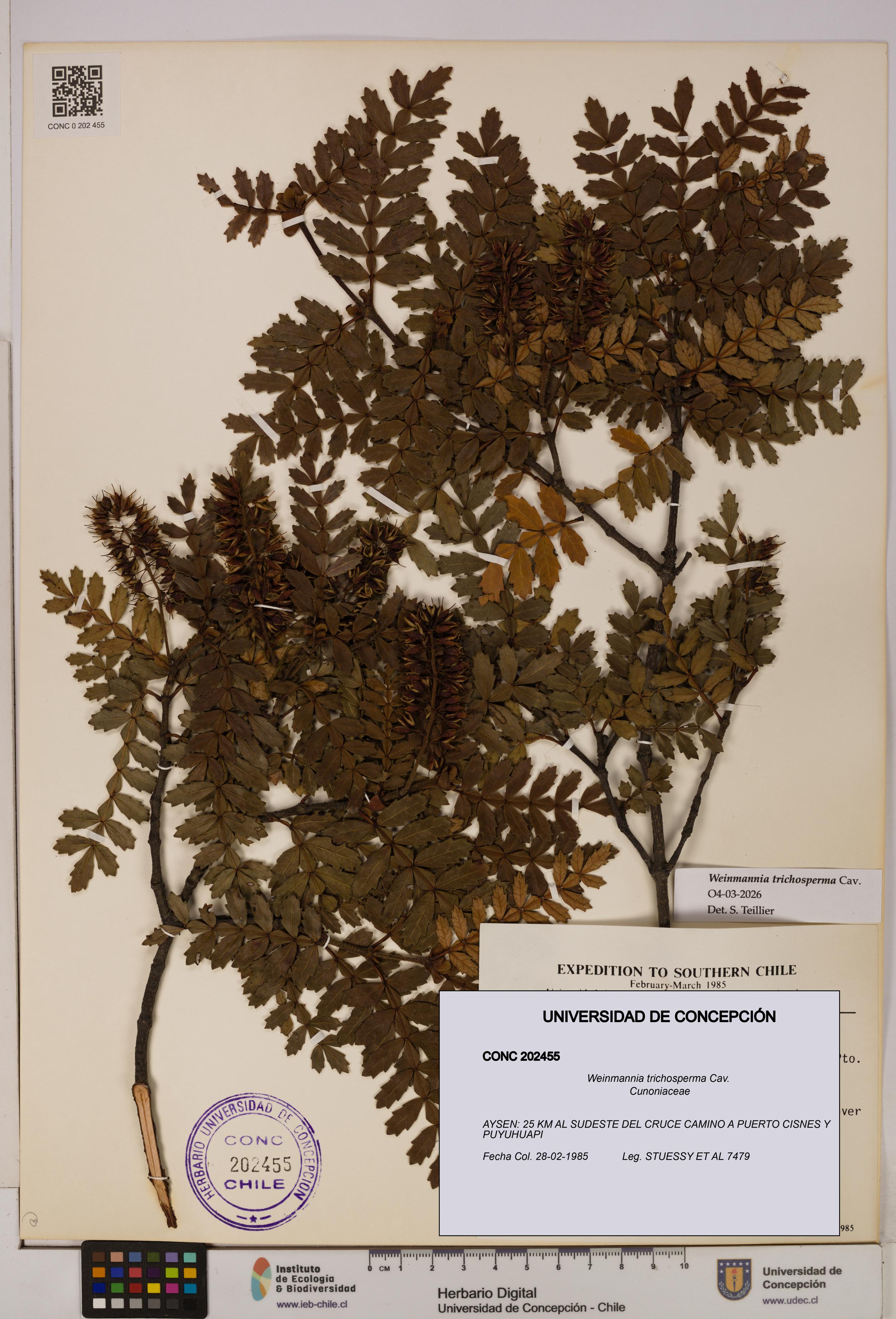 Weinmannia trichosperma [Espécimen: UDEC:CONC:0202455]