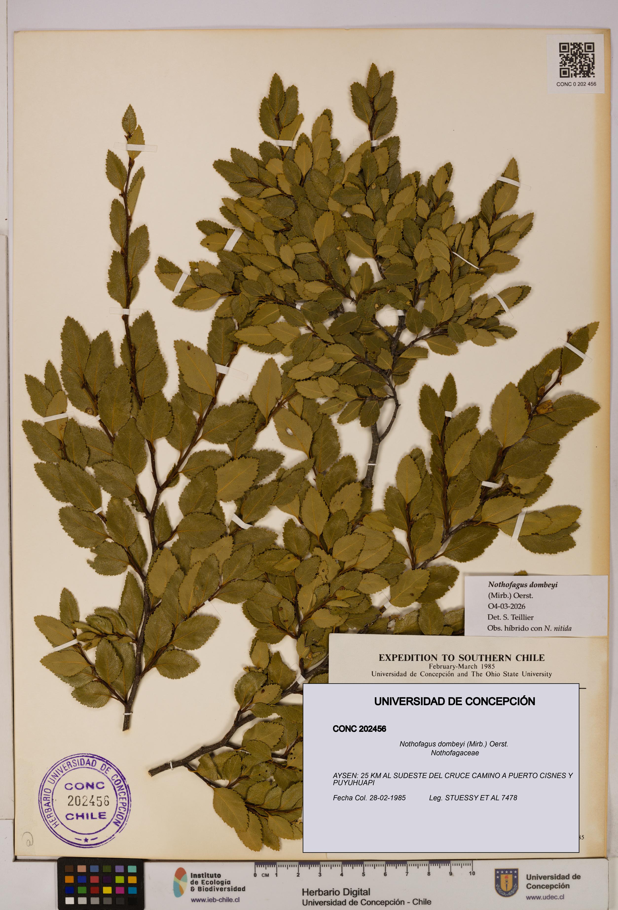 Nothofagus dombeyi [Espécimen: UDEC:CONC:0202456]