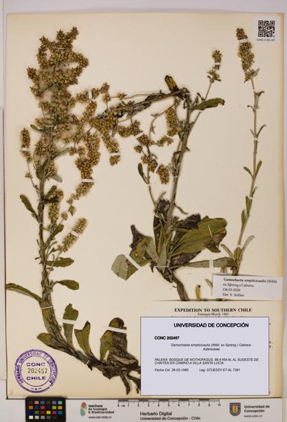 Gamochaeta simplicicaulis [Espécimen: UDEC:CONC:0202457]