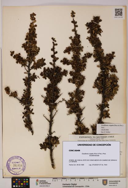 Escallonia virgata [Espécimen: UDEC:CONC:0202458]