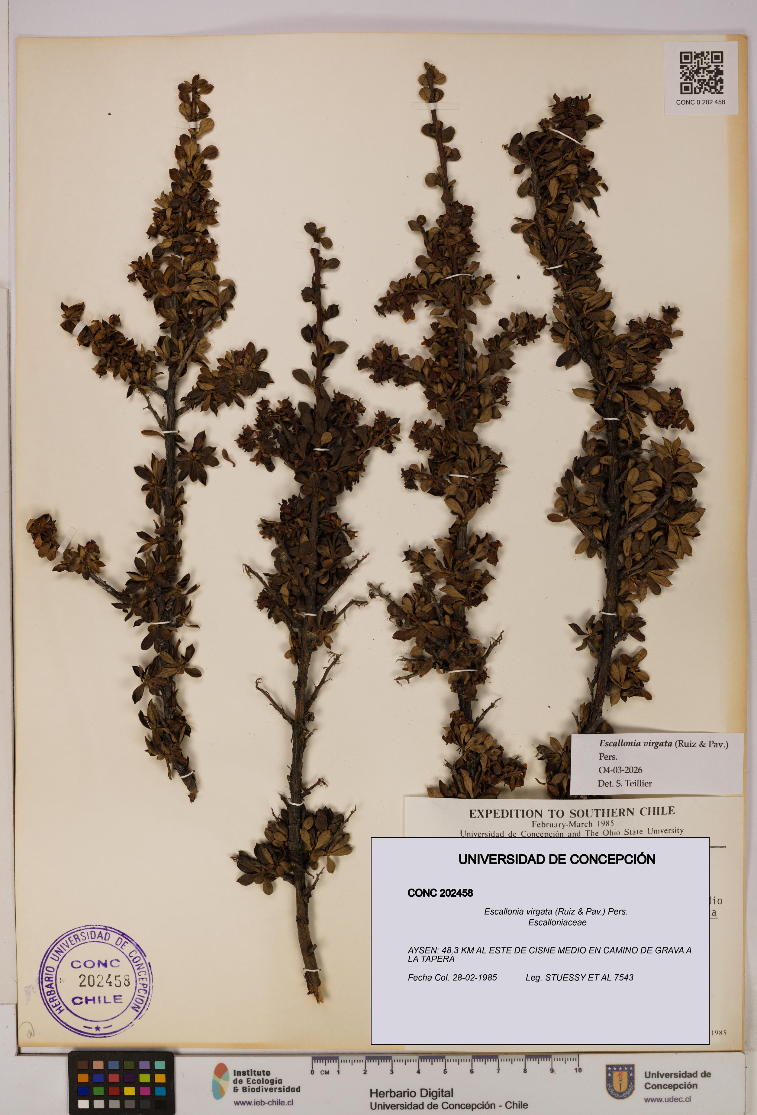 Escallonia virgata [Espécimen: UDEC:CONC:0202458]