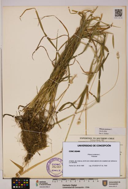 Phleum pratense [Espécimen: UDEC:CONC:0202460]