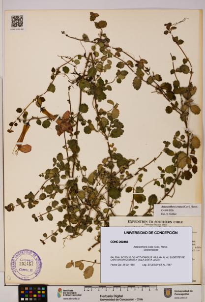 Asteranthera ovata [Espécimen: UDEC:CONC:0202462]