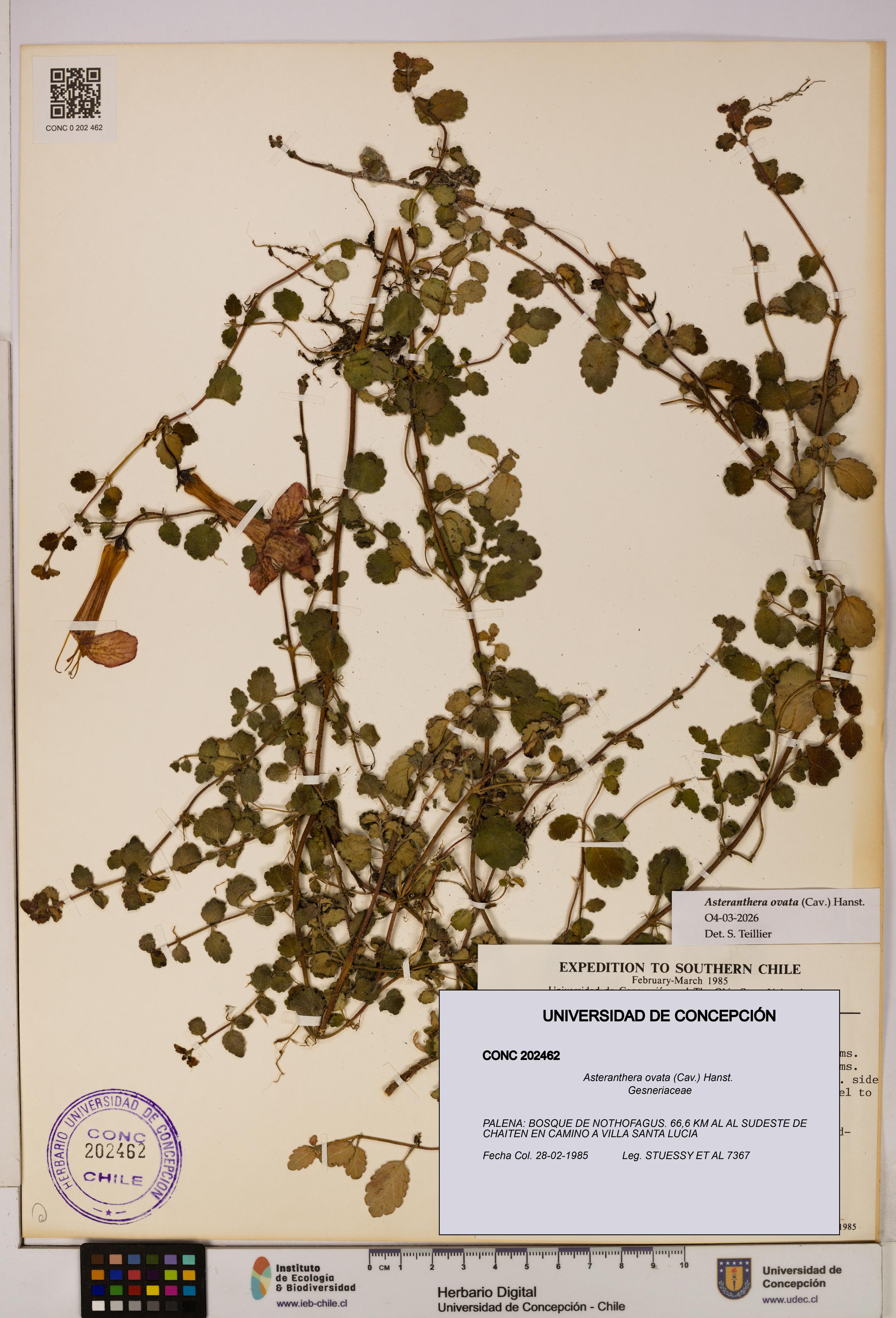 Asteranthera ovata [Espécimen: UDEC:CONC:0202462]