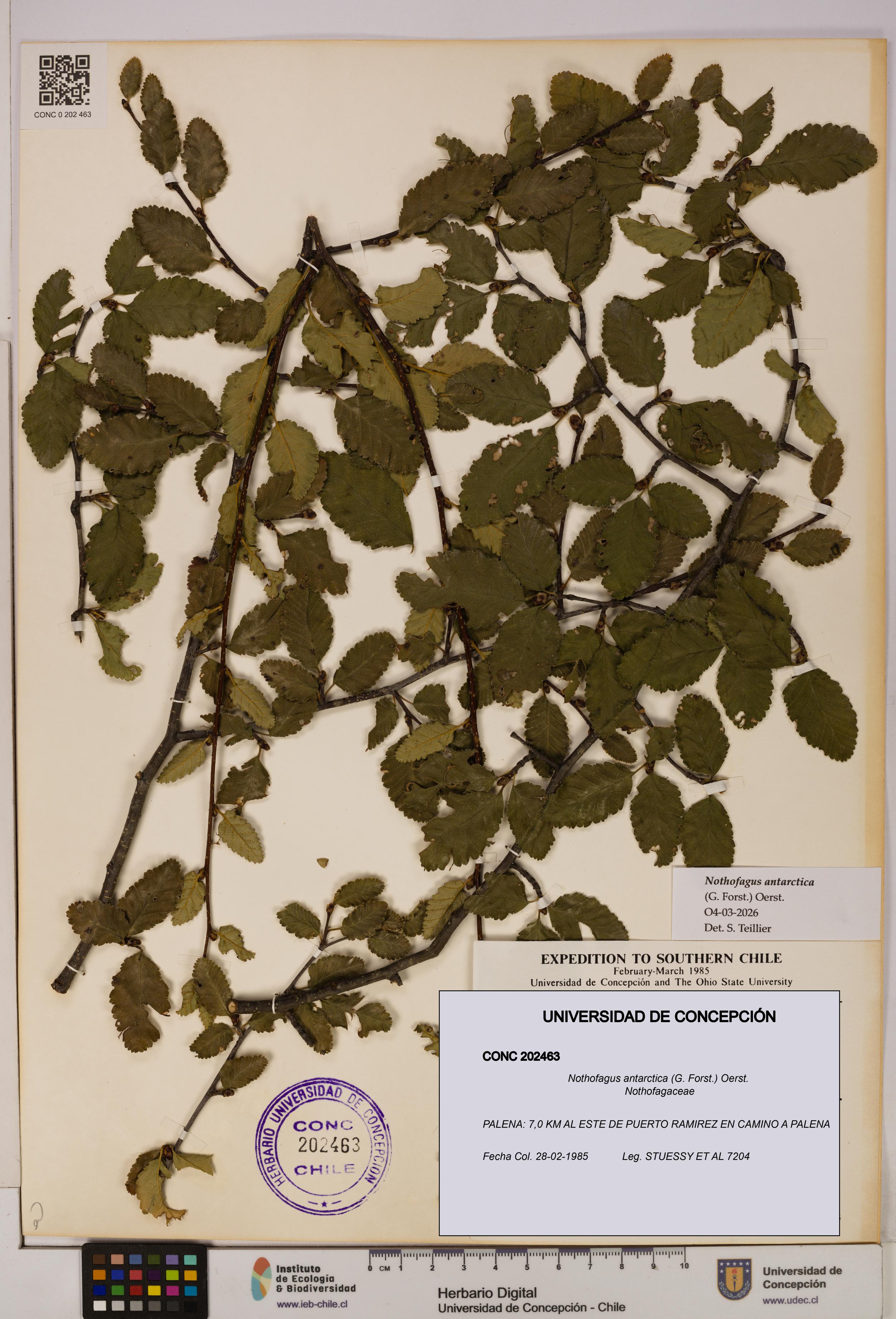 Nothofagus antarctica [Espécimen: UDEC:CONC:0202463]