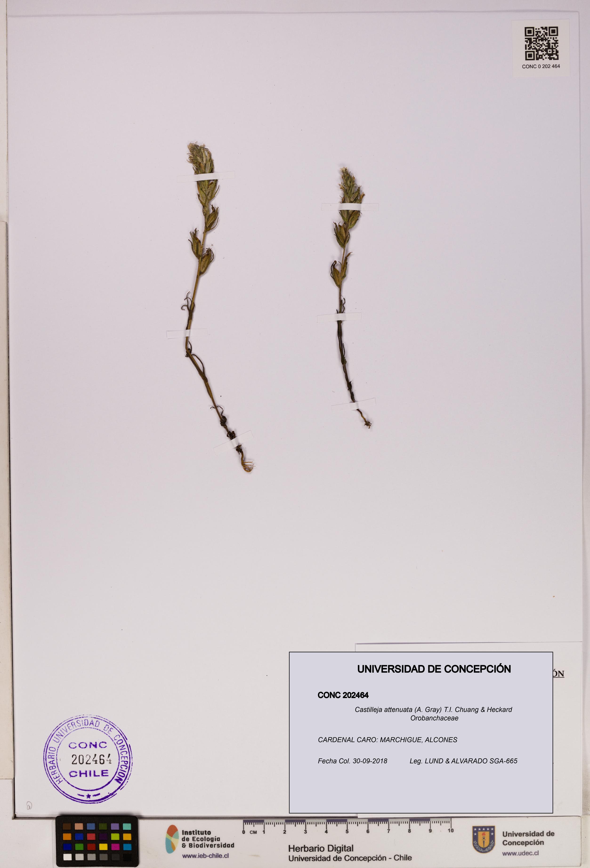 Castilleja attenuata [Espécimen: UDEC:CONC:0202464]