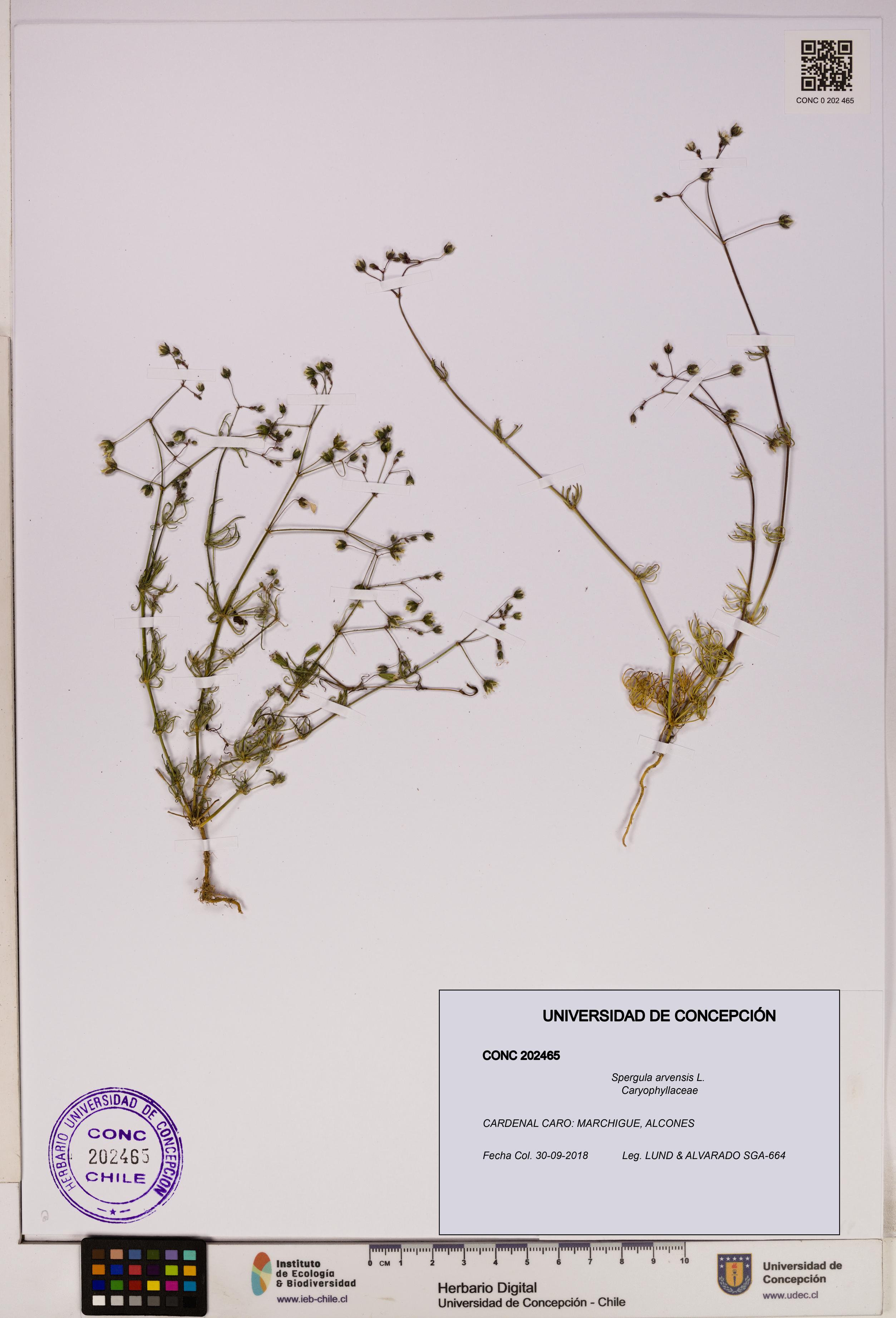 Spergula arvensis [Espécimen: UDEC:CONC:0202465]