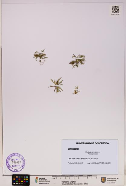 Plantago coronopus [Espécimen: UDEC:CONC:0202466]
