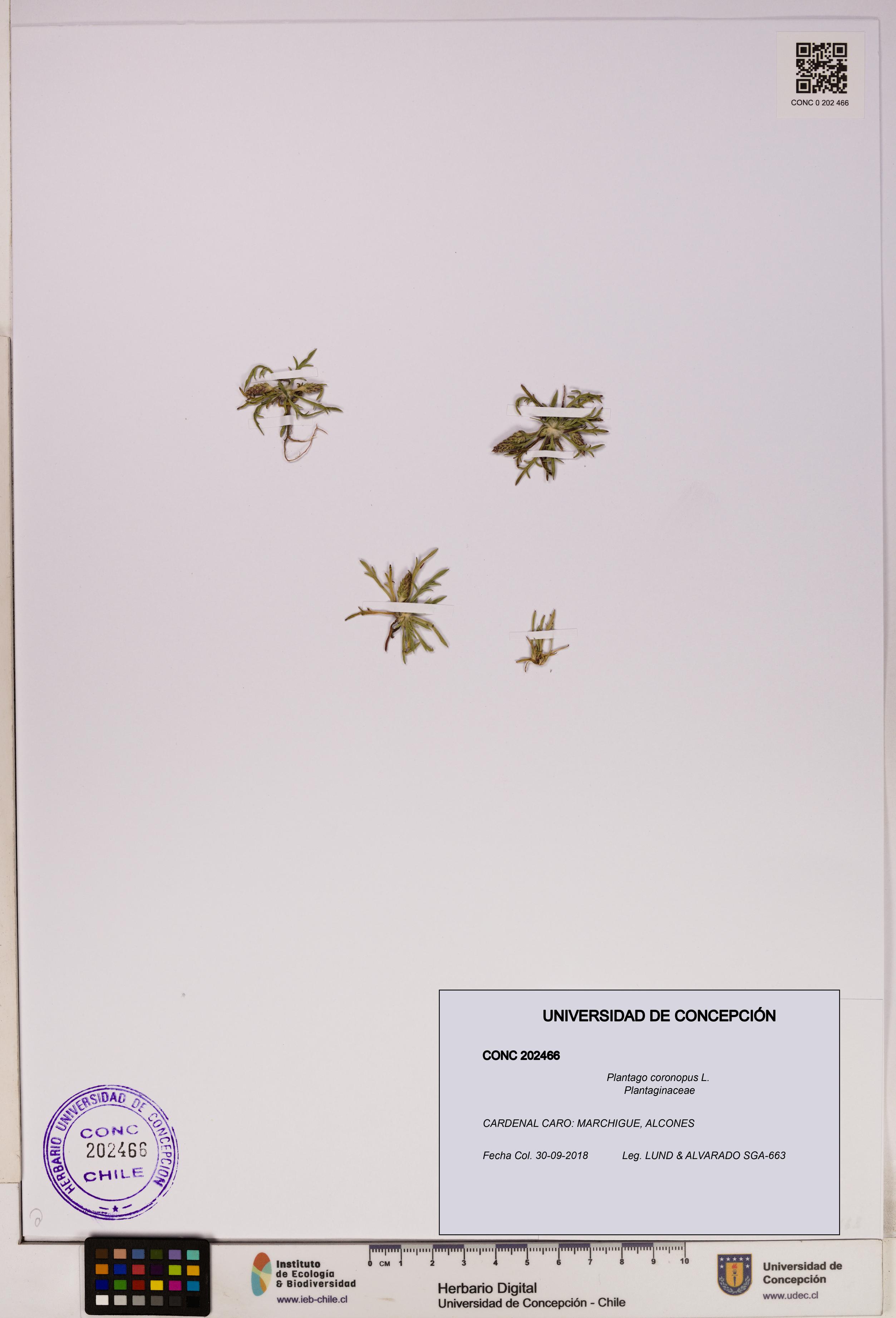 Plantago coronopus [Espécimen: UDEC:CONC:0202466]