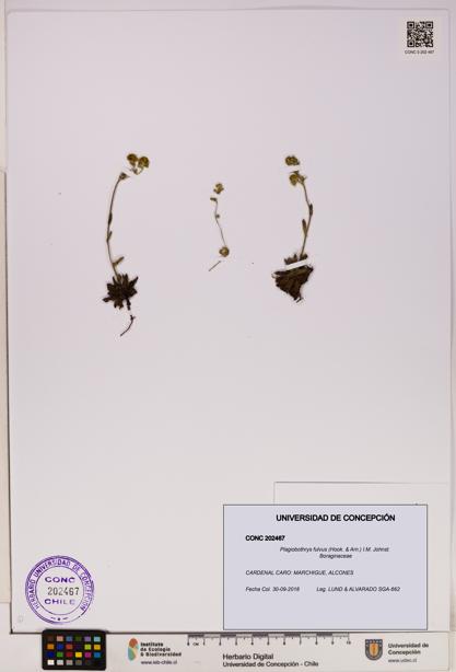 Plagiobothrys fulvus [Espécimen: UDEC:CONC:0202467]