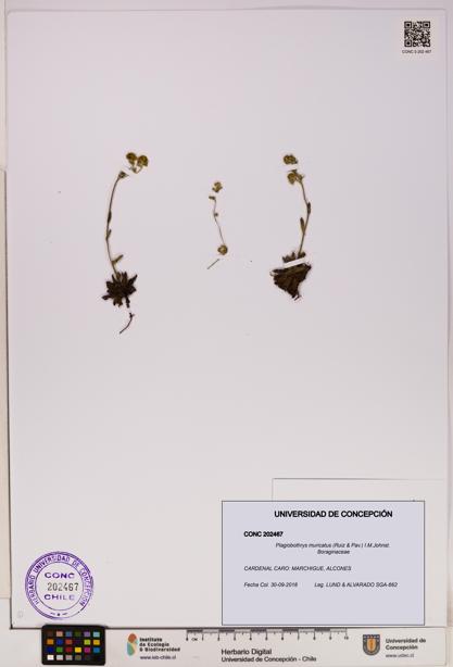 Plagiobothrys muricatus [Espécimen: ]