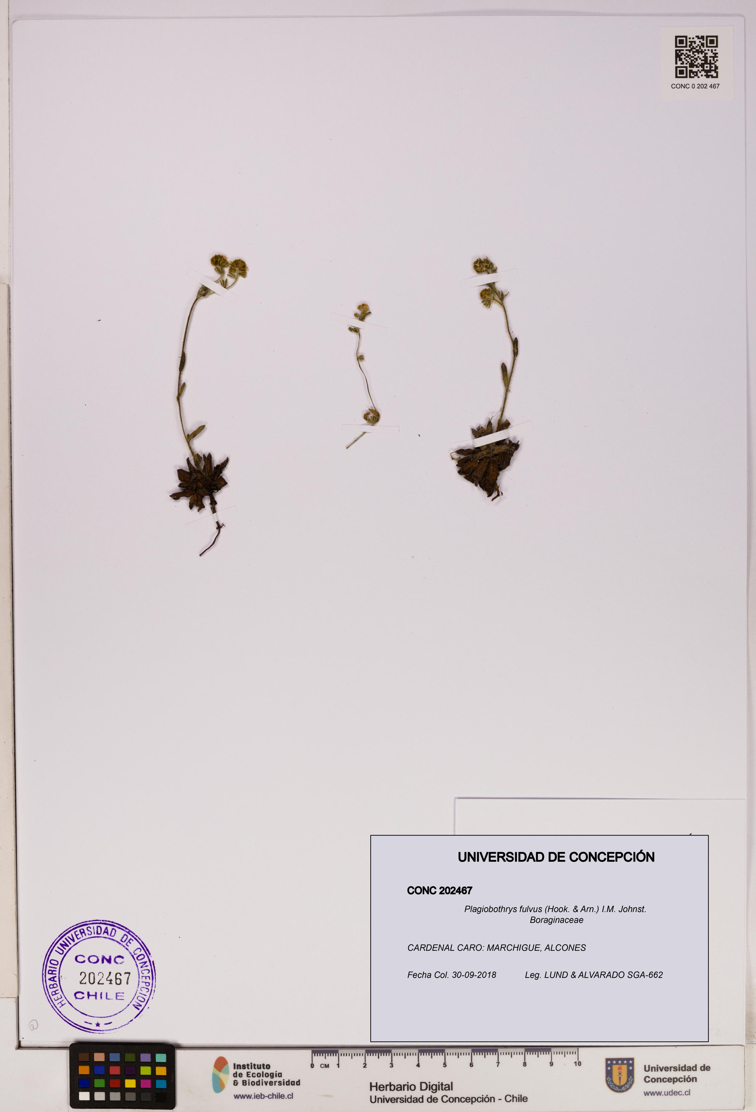 Plagiobothrys fulvus [Espécimen: UDEC:CONC:0202467]