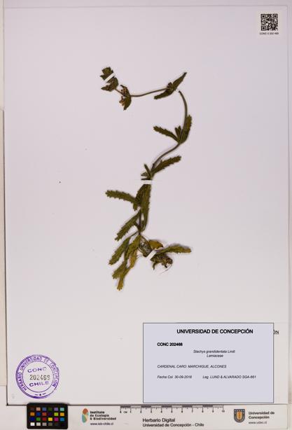 Stachys grandidentata [Espécimen: UDEC:CONC:0202468]