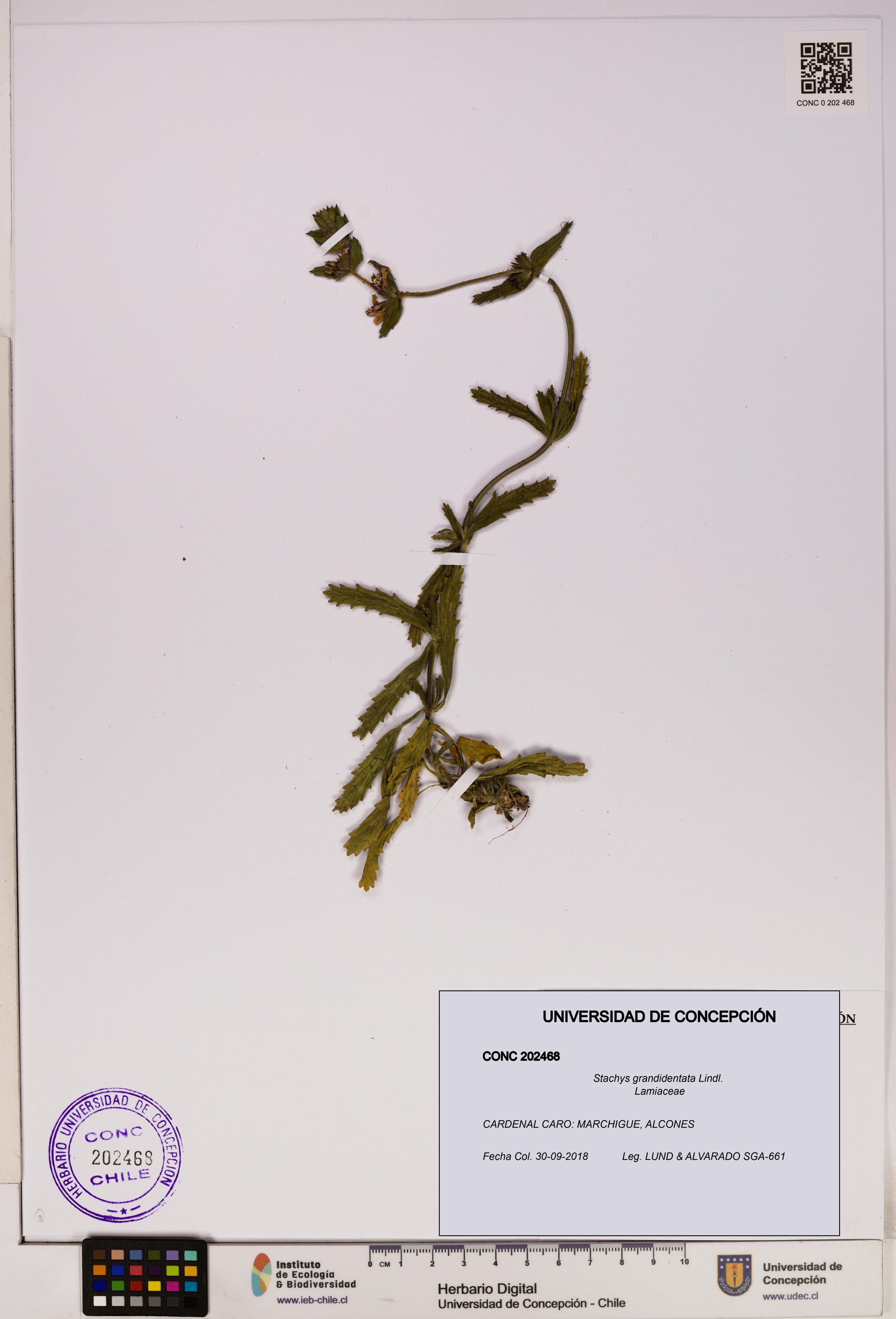 Stachys grandidentata [Espécimen: UDEC:CONC:0202468]