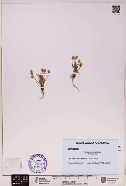 Plantago rancaguae [Espécimen: UDEC:CONC:0202469]