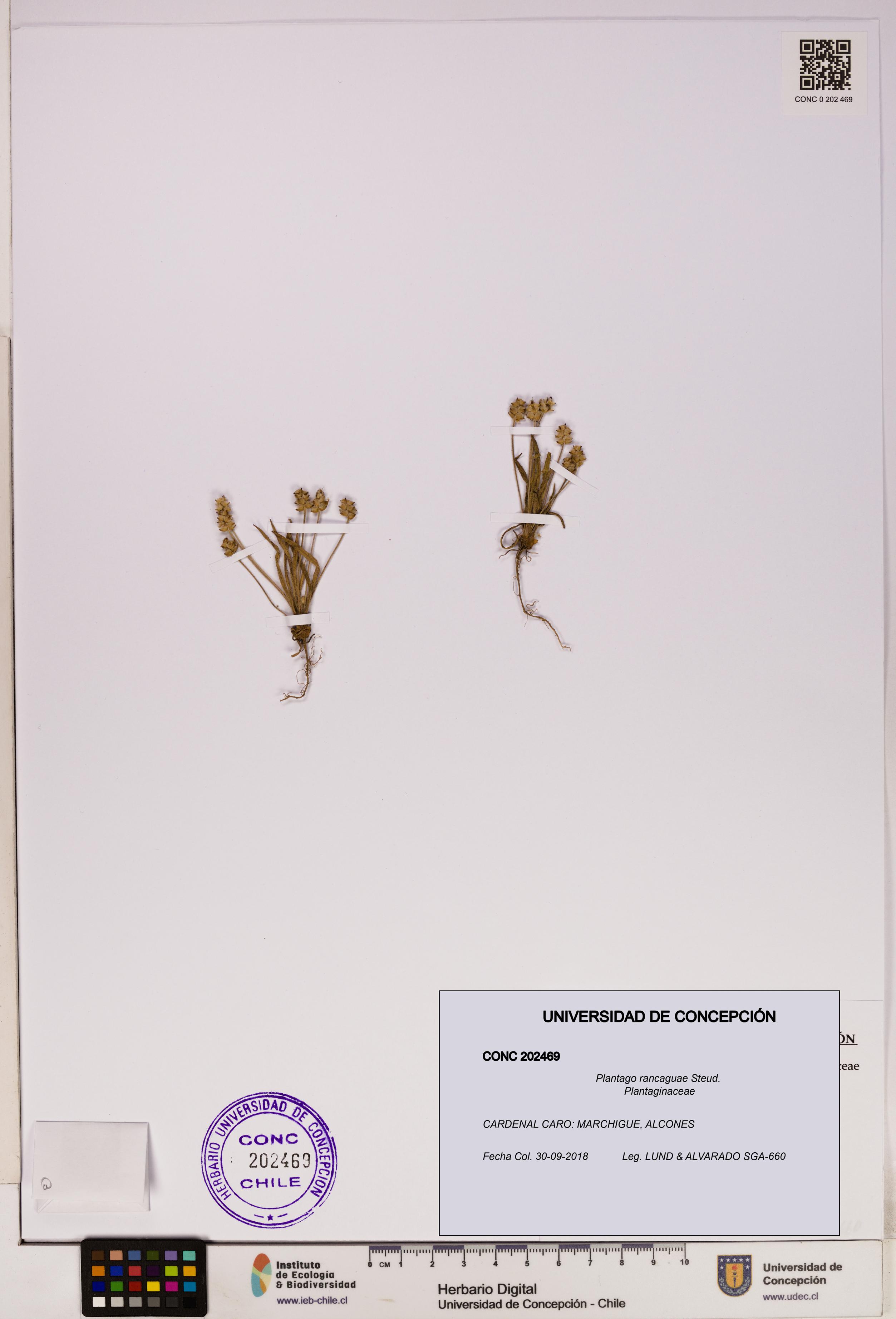Plantago rancaguae [Espécimen: UDEC:CONC:0202469]