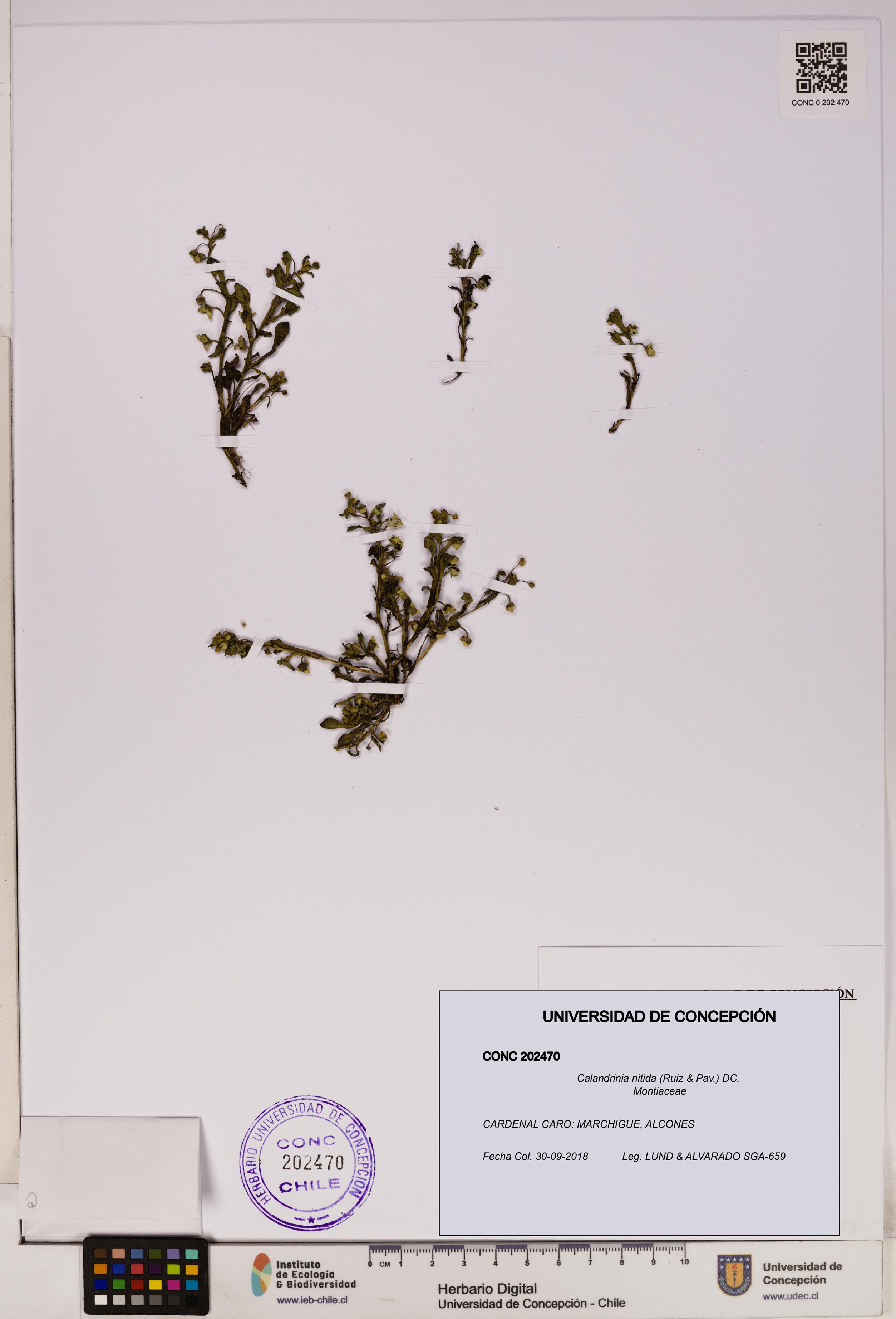 Calandrinia nitida [Espécimen: UDEC:CONC:0202470]