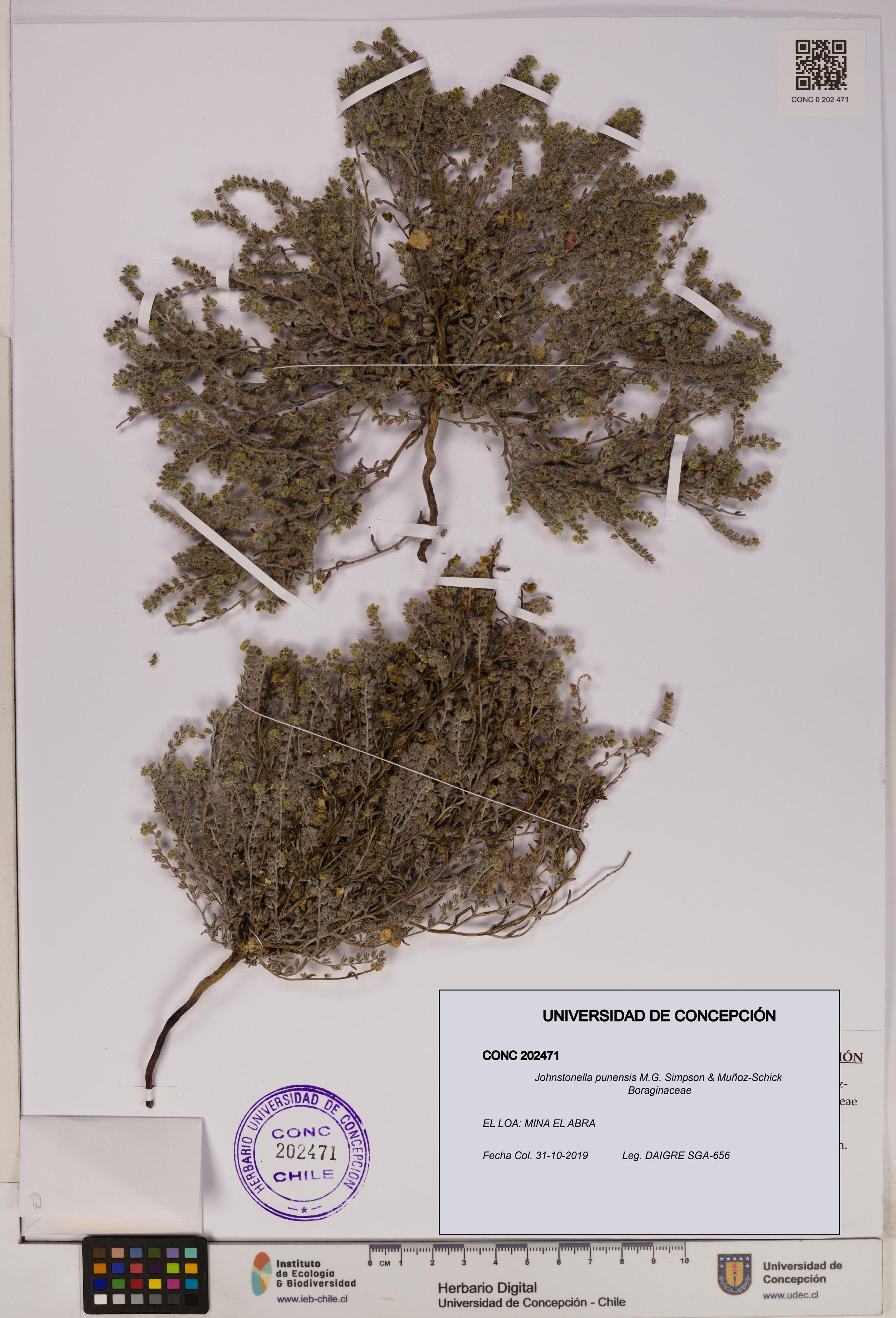 Johnstonella punensis [Espécimen: UDEC:CONC:0202471]