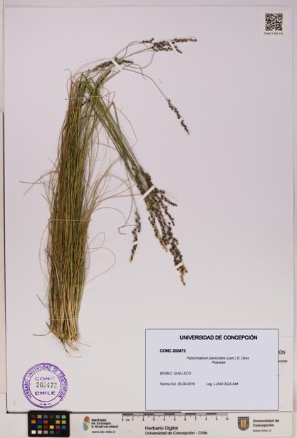 Piptochaetium panicoides [Espécimen: UDEC:CONC:0202472]