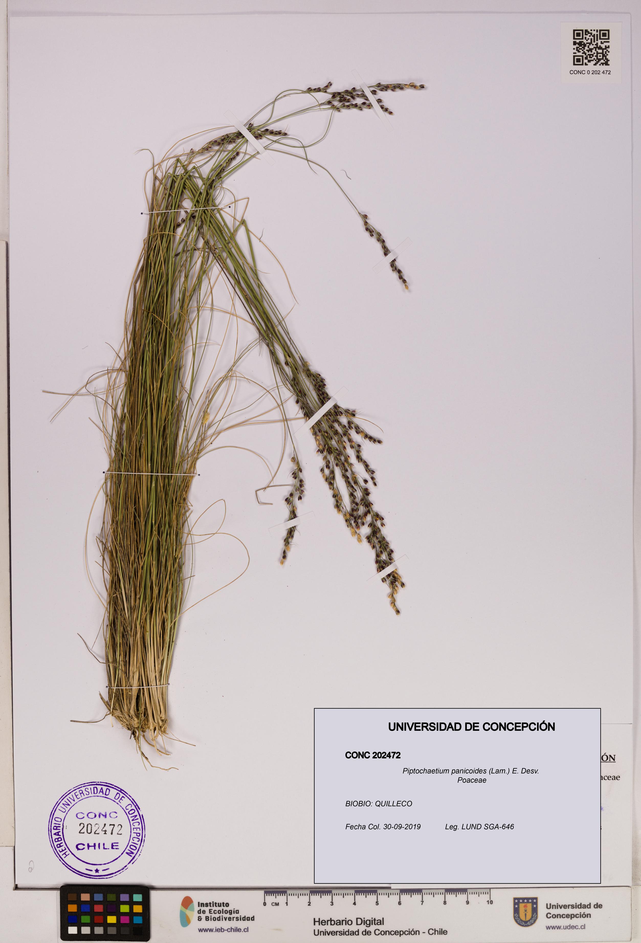 Piptochaetium panicoides [Espécimen: UDEC:CONC:0202472]