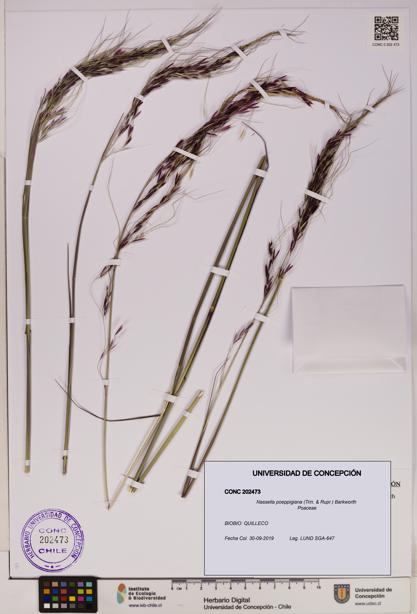 Nassella poeppigiana [Espécimen: UDEC:CONC:0202473]