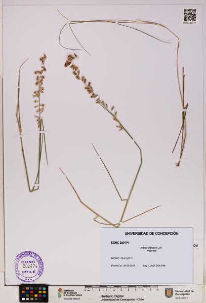 Melica violacea [Espécimen: UDEC:CONC:0202474]
