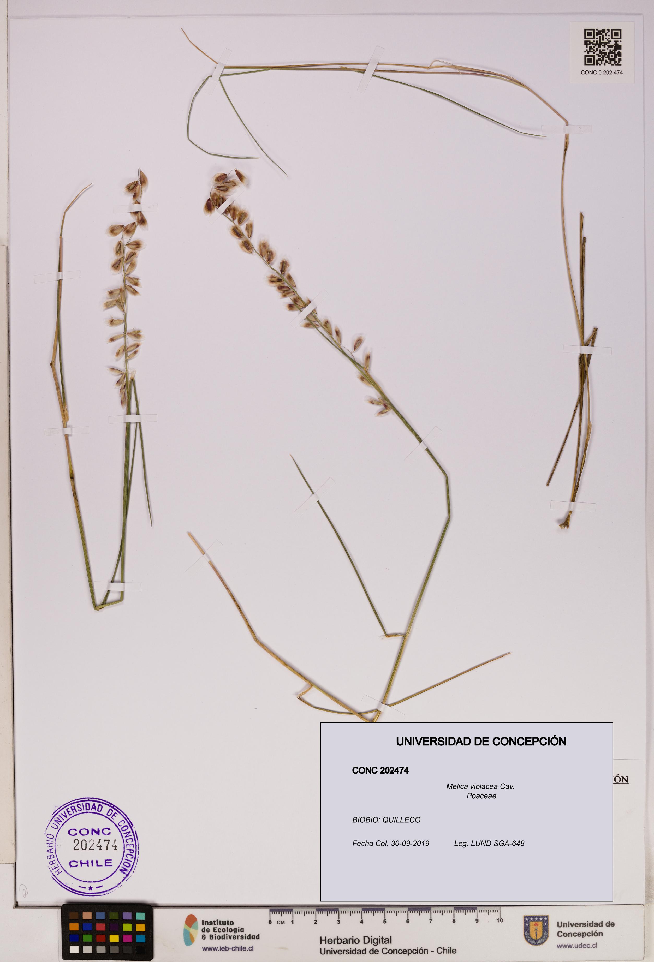 Melica violacea [Espécimen: UDEC:CONC:0202474]