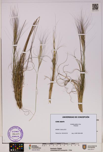 Aristida pallens [Espécimen: UDEC:CONC:0202475]