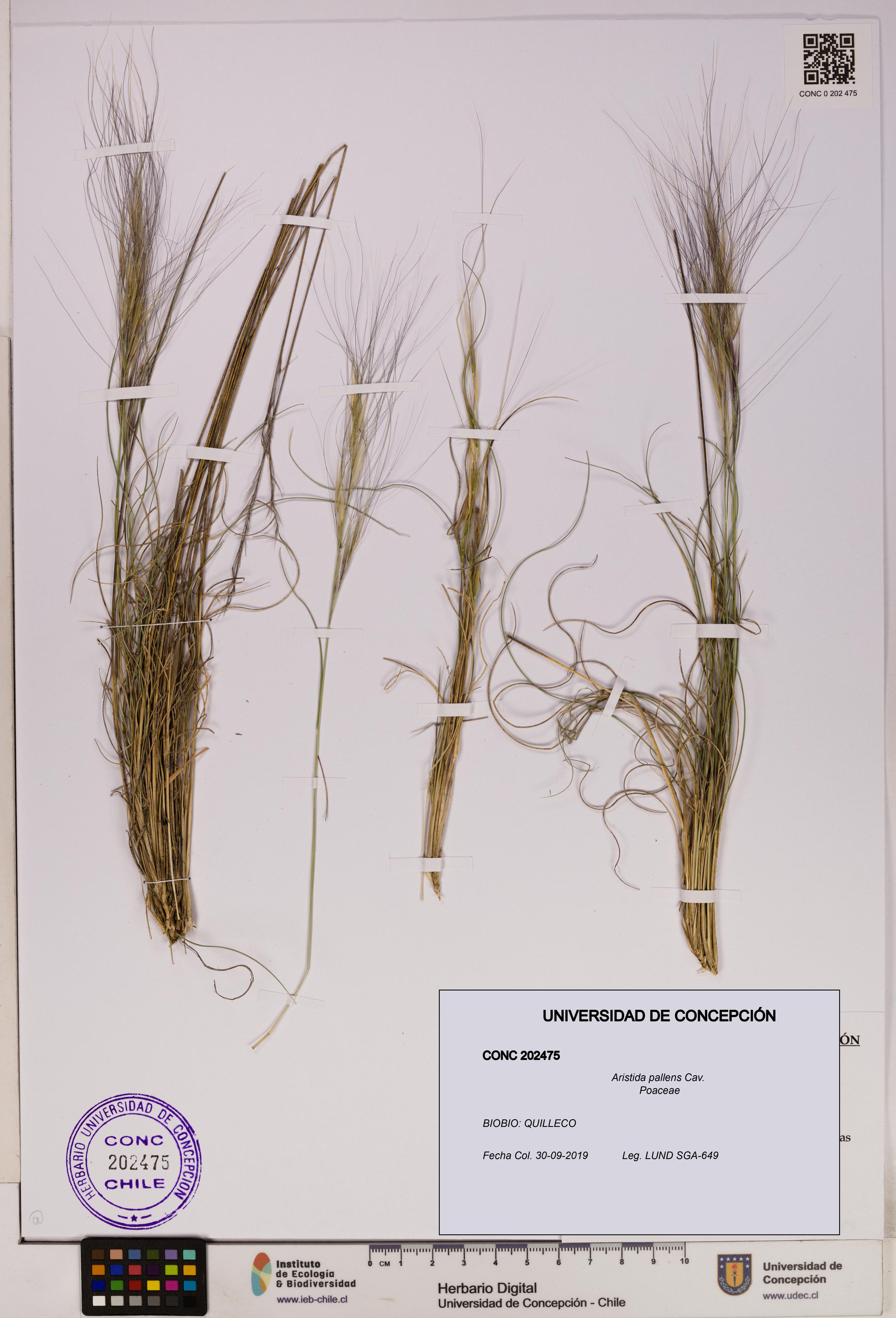 Aristida pallens [Espécimen: UDEC:CONC:0202475]