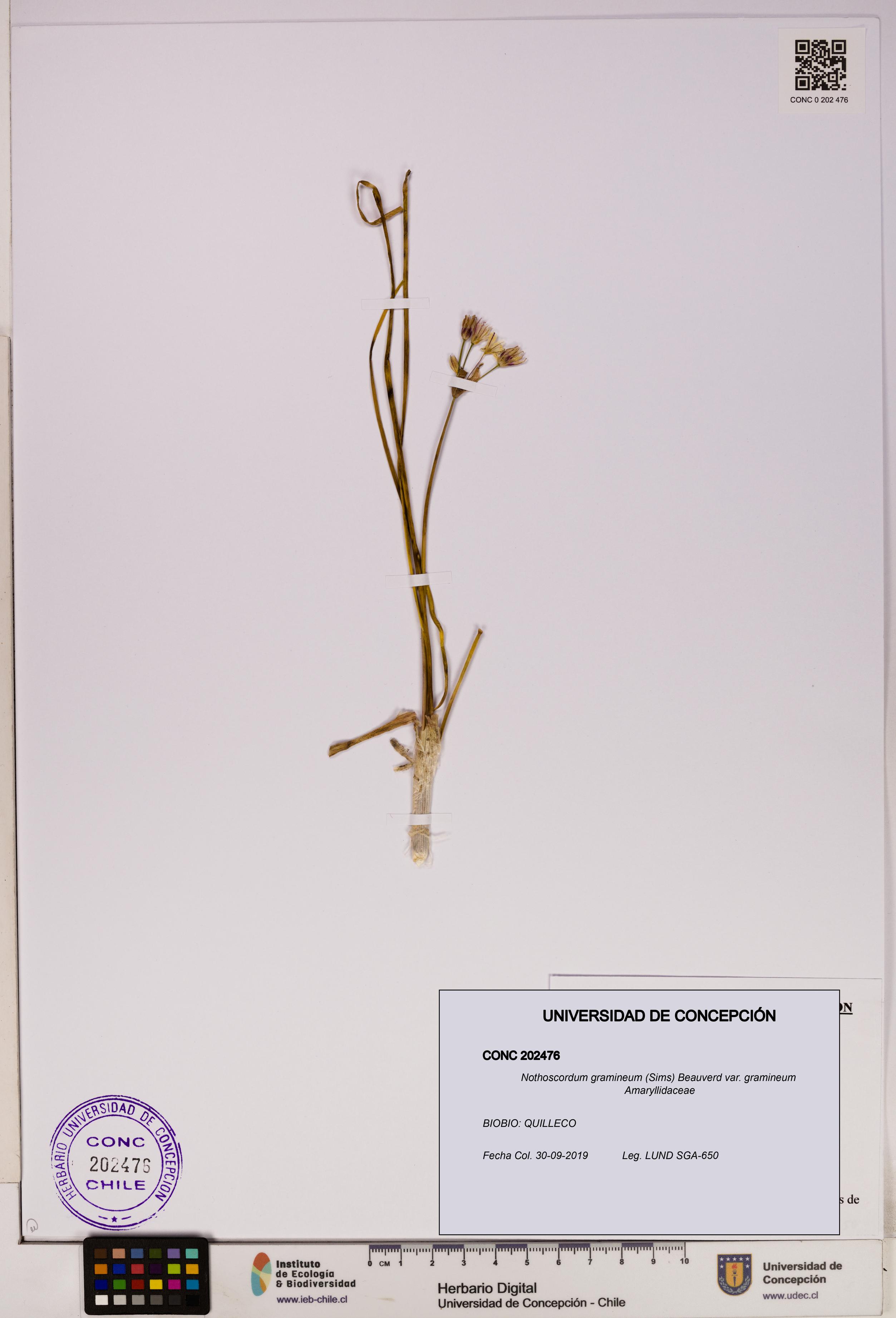 Nothoscordum gramineum var. gramineum [Espécimen: UDEC:CONC:0202476]