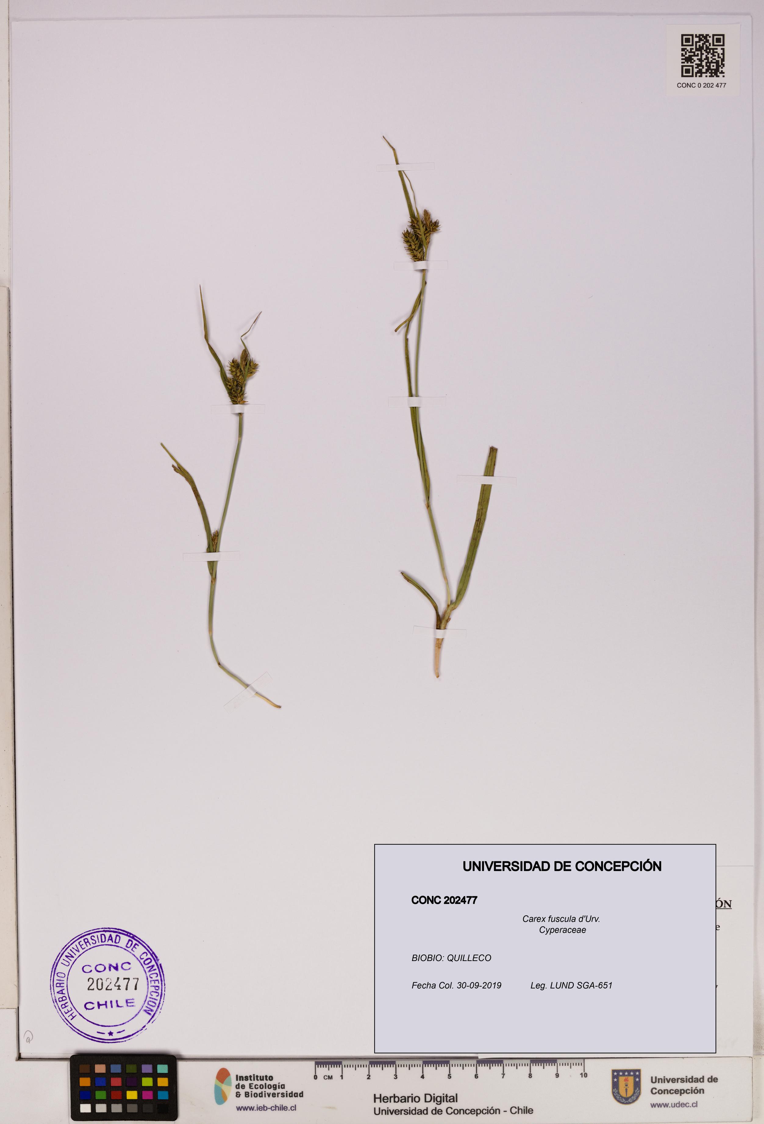 Carex fuscula [Espécimen: UDEC:CONC:0202477]