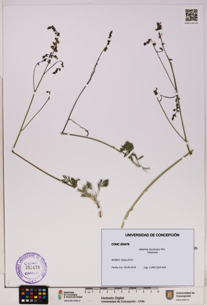 Adesmia microcalyx [Espécimen: UDEC:CONC:0202478]