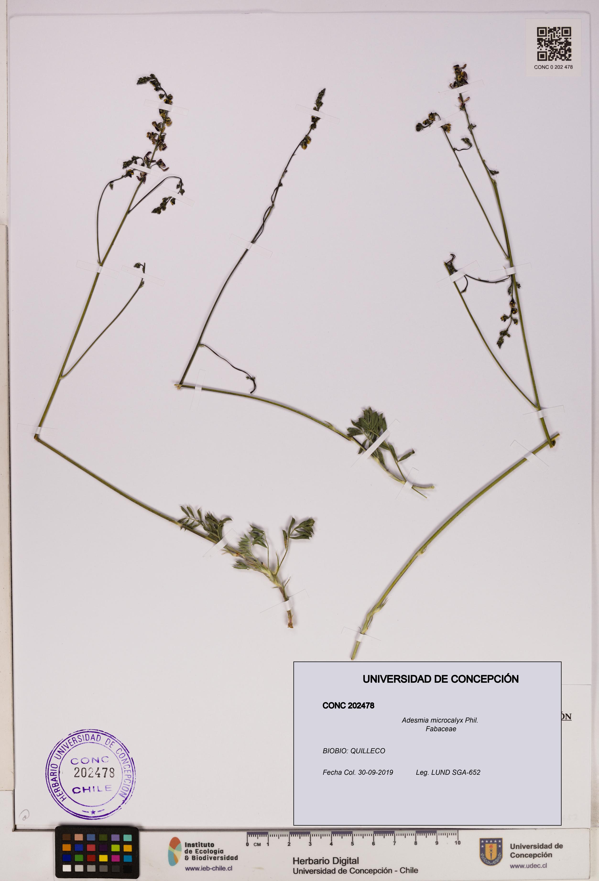 Adesmia microcalyx [Espécimen: UDEC:CONC:0202478]