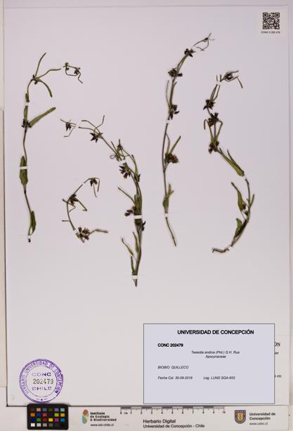 Tweedia andina [Espécimen: UDEC:CONC:0202479]