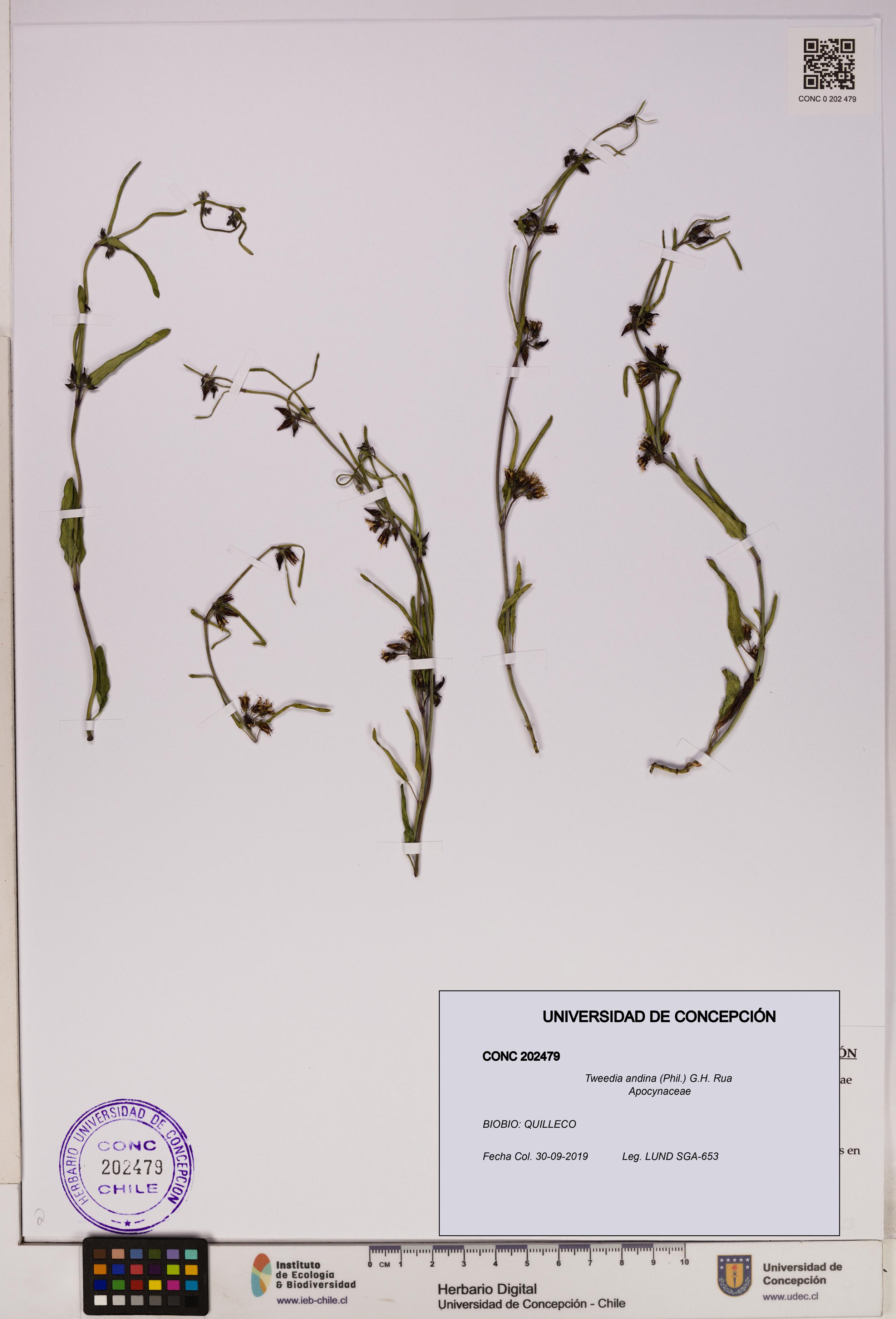 Tweedia andina [Espécimen: UDEC:CONC:0202479]