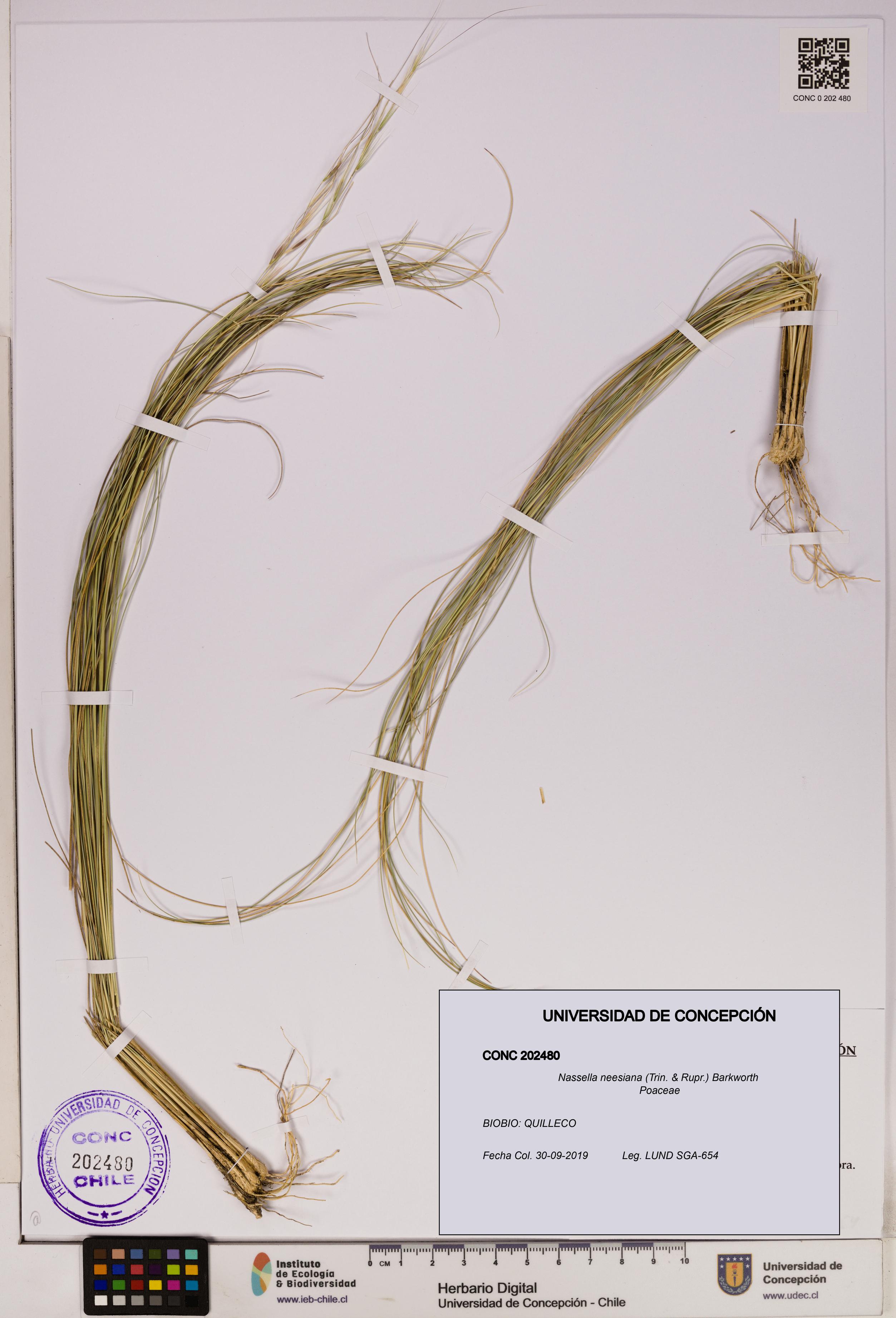 Nassella neesiana [Espécimen: UDEC:CONC:0202480]
