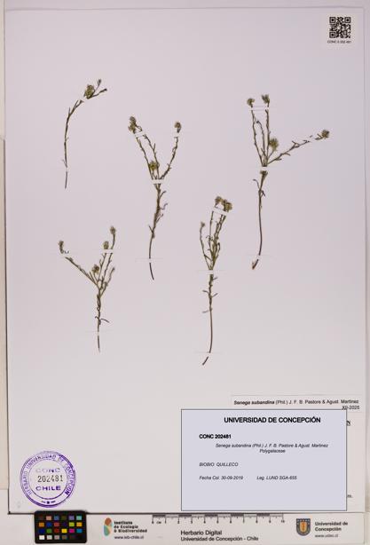 Senega subandina [Espécimen: UDEC:CONC:0202481]