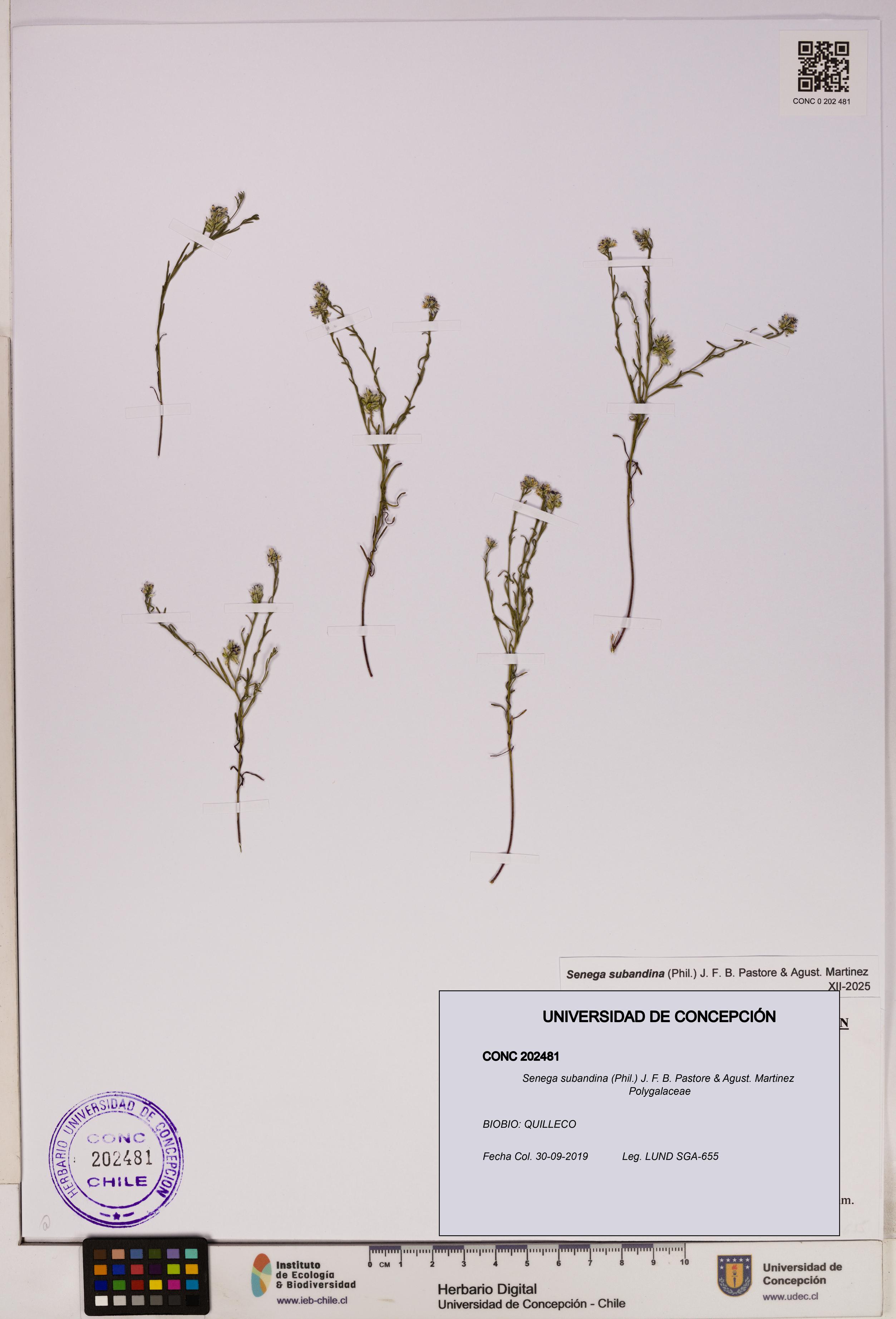 Senega subandina [Espécimen: UDEC:CONC:0202481]