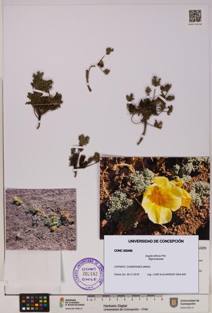 Argylia bifrons [Espécimen: UDEC:CONC:0202482]