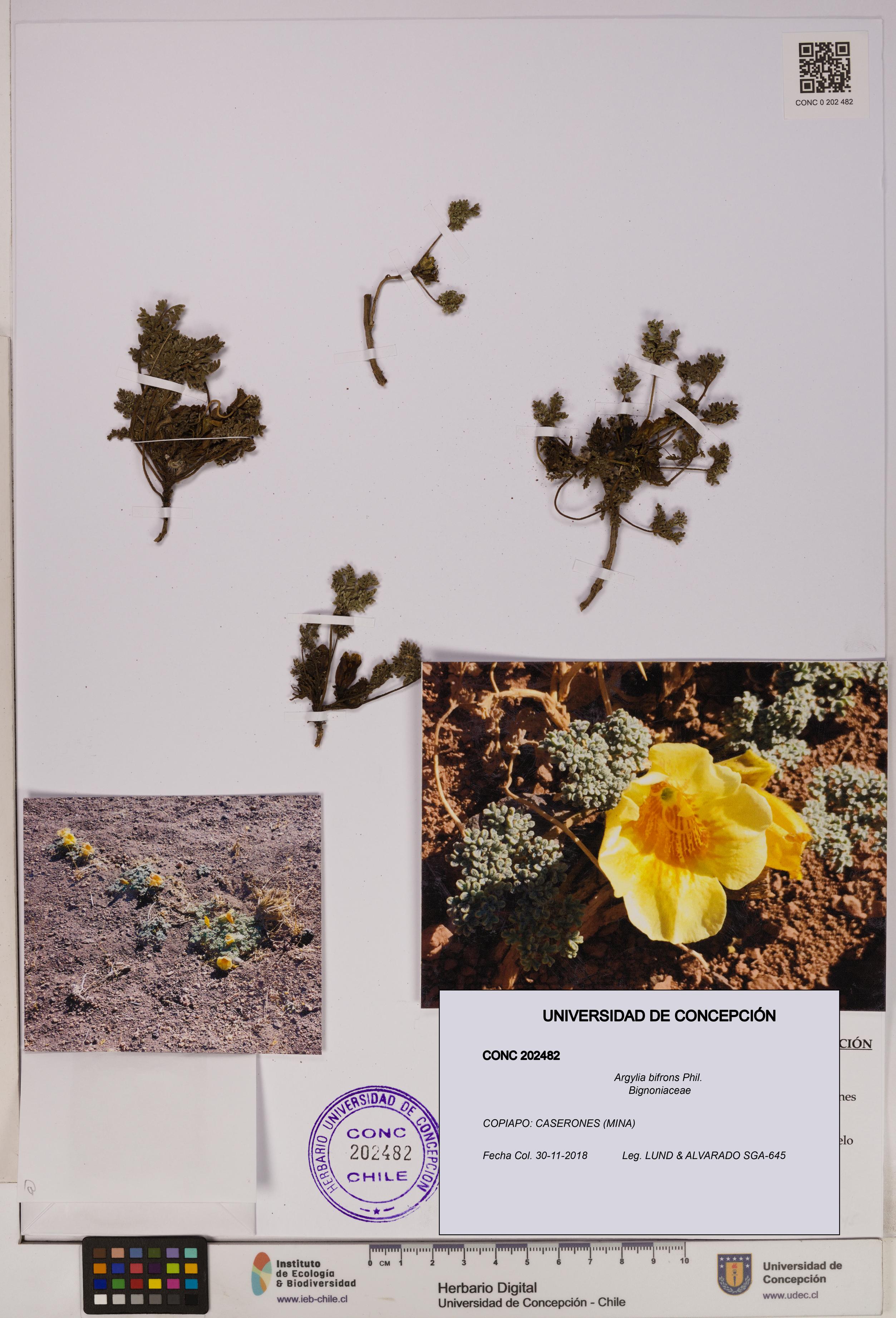 Argylia bifrons [Espécimen: UDEC:CONC:0202482]