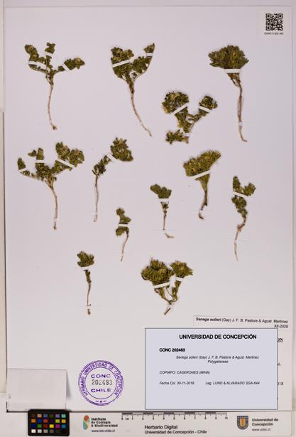 Senega solieri [Espécimen: UDEC:CONC:0202483]