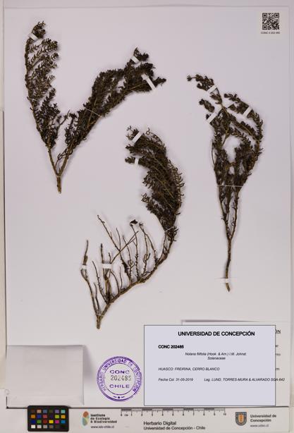 Nolana filifolia [Espécimen: UDEC:CONC:0202485]