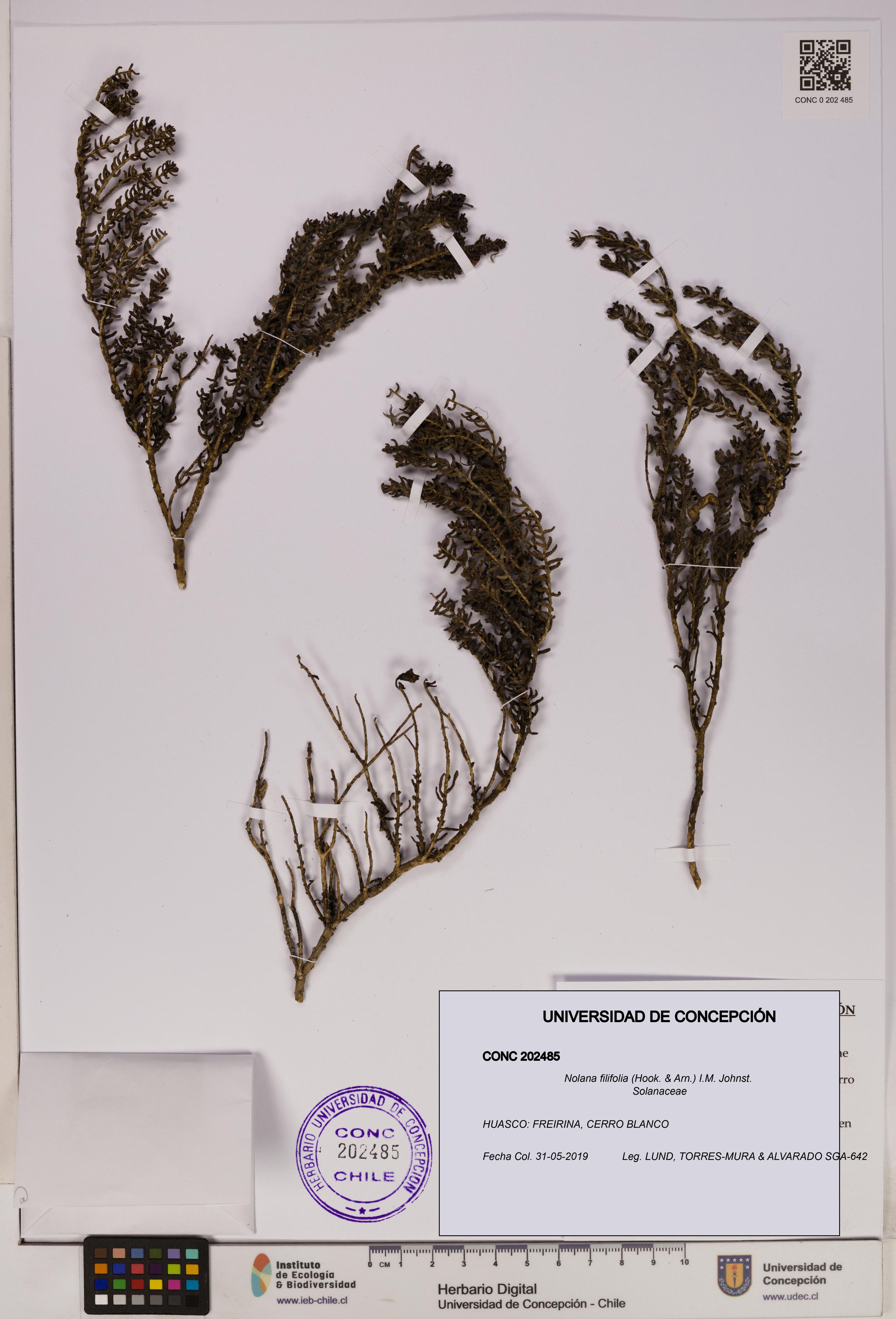 Nolana filifolia [Espécimen: UDEC:CONC:0202485]