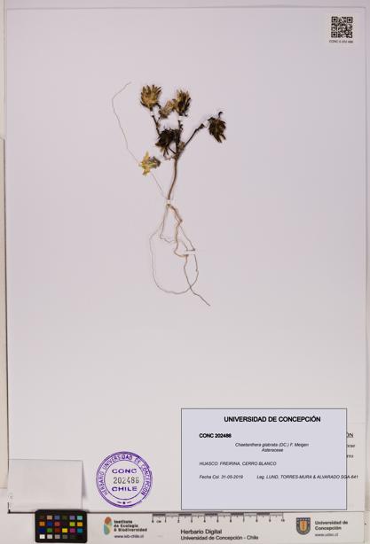 Chaetanthera glabrata [Espécimen: UDEC:CONC:0202486]