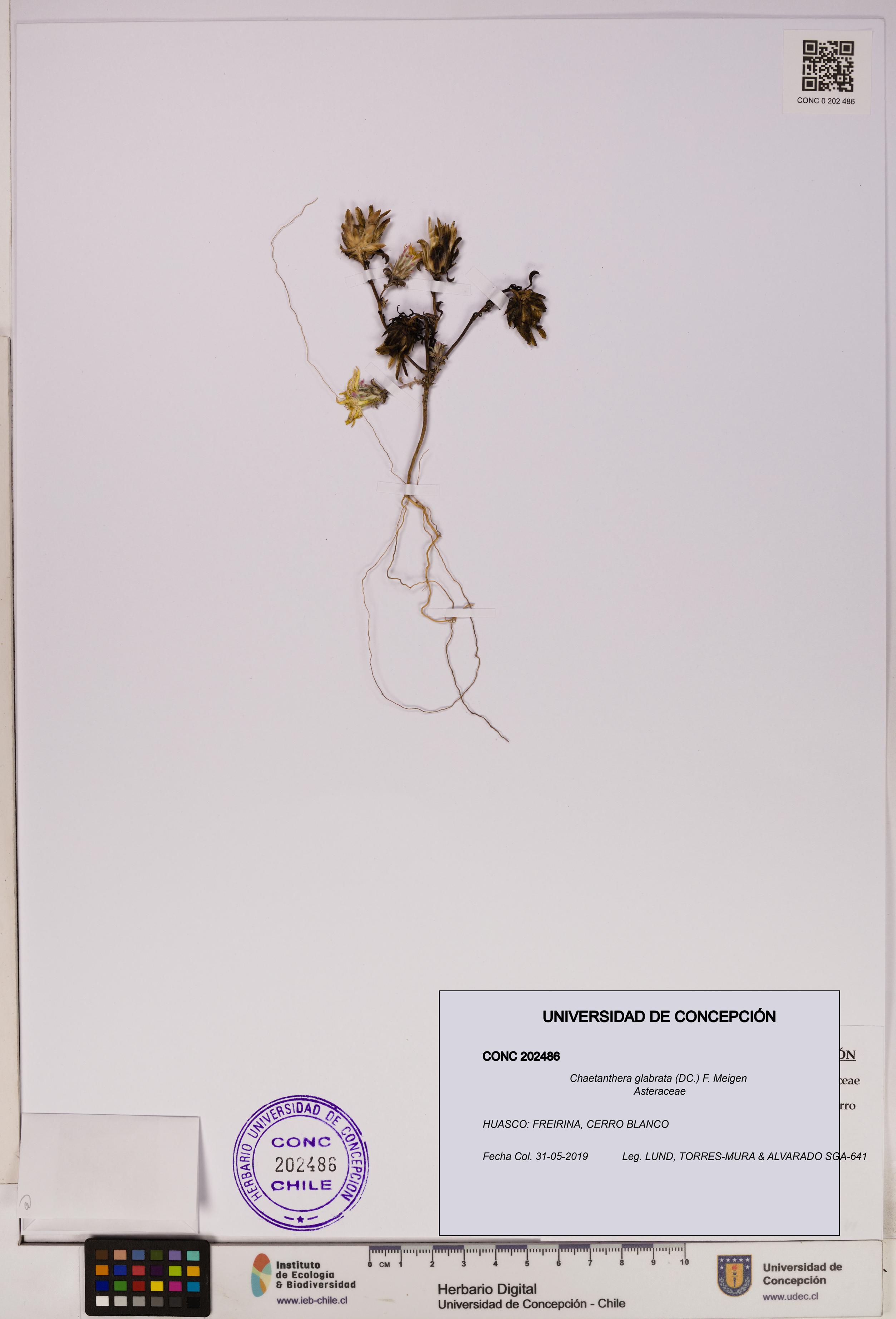 Chaetanthera glabrata [Espécimen: UDEC:CONC:0202486]