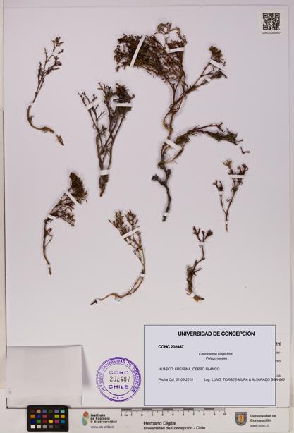 Chorizanthe kingii [Espécimen: UDEC:CONC:0202487]