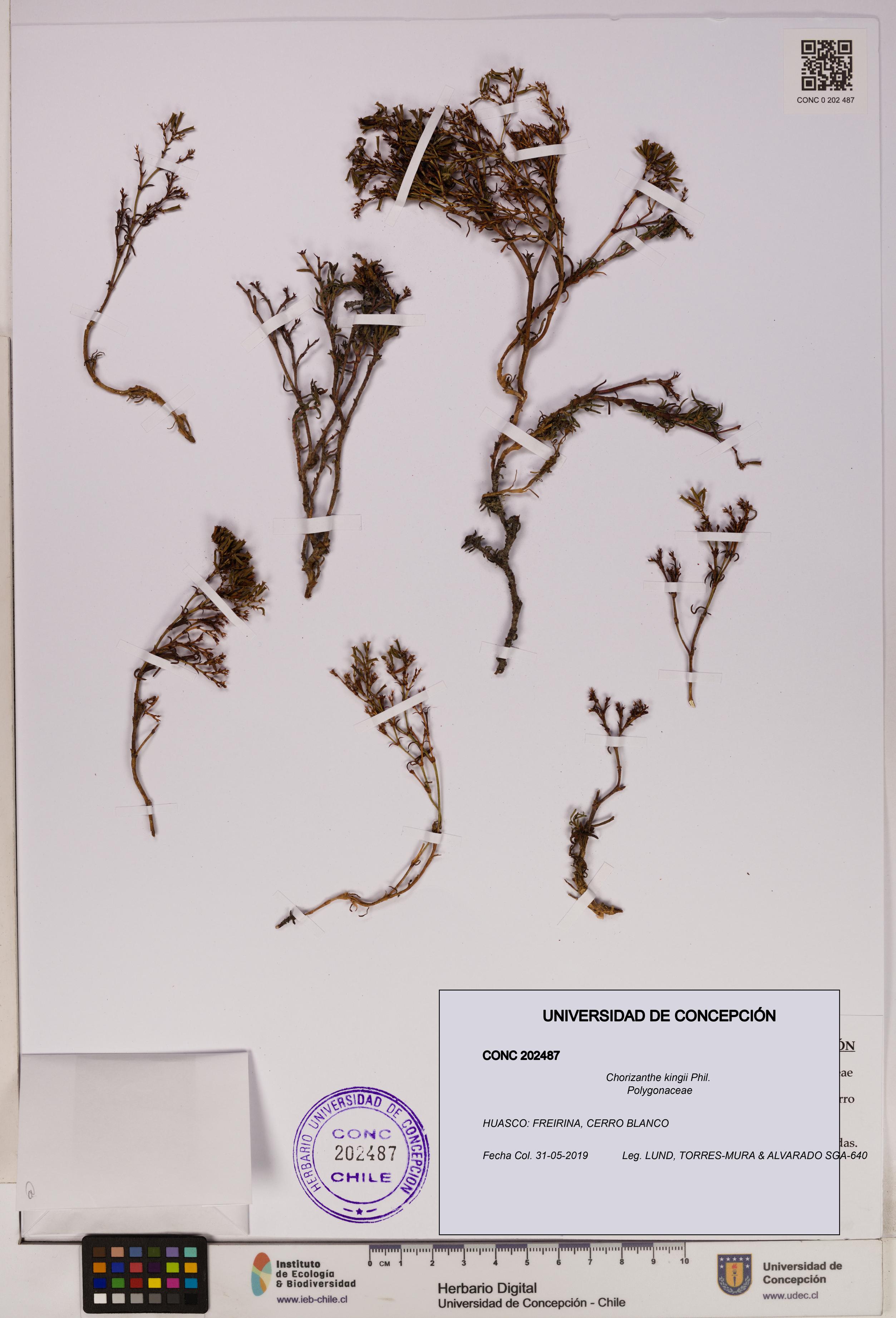 Chorizanthe kingii [Espécimen: UDEC:CONC:0202487]