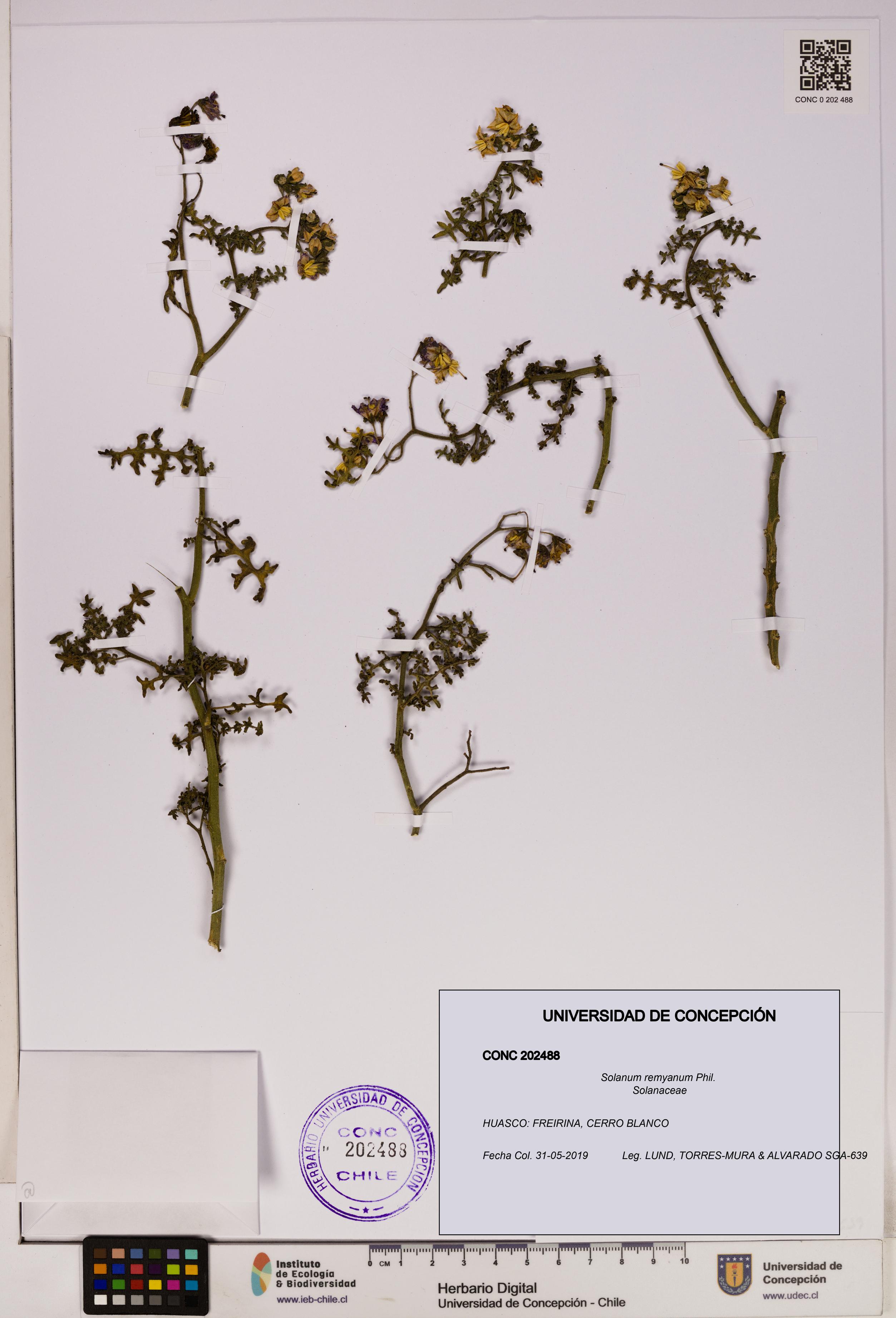 Solanum remyanum [Espécimen: UDEC:CONC:0202488]