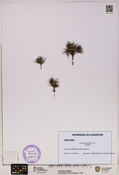 Eryngium pulchellum [Espécimen: UDEC:CONC:0202490]